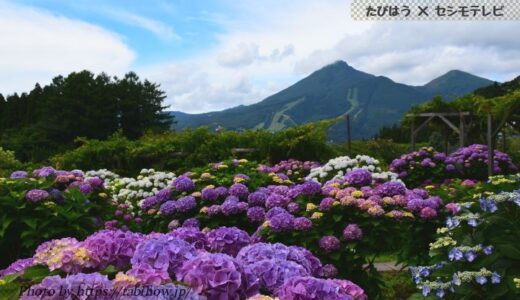福島県の花畑39品種134名所！春夏秋冬の見頃