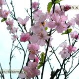 沖縄県の花畑22品種47名所！春夏秋冬の見頃