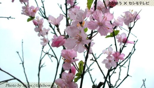 沖縄県の花畑22品種47名所！春夏秋冬の見頃