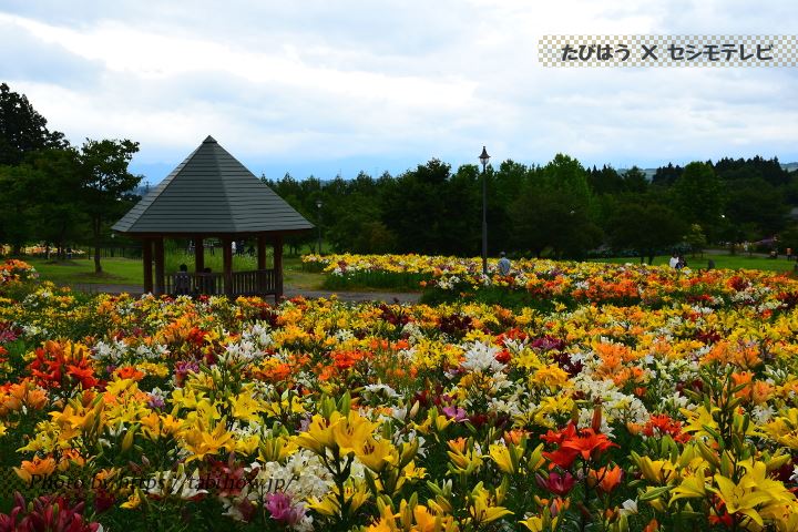 山形県の花畑26品種58名所 春夏秋冬の見頃 たびはう