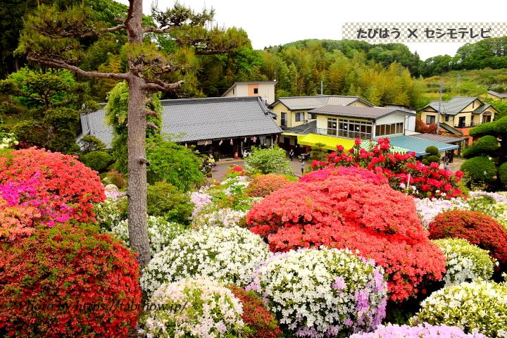 大桑原つつじ園のツツジ