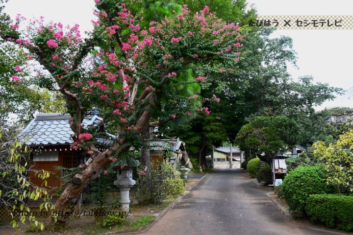 雲光山清瀧寺のサルスベリ