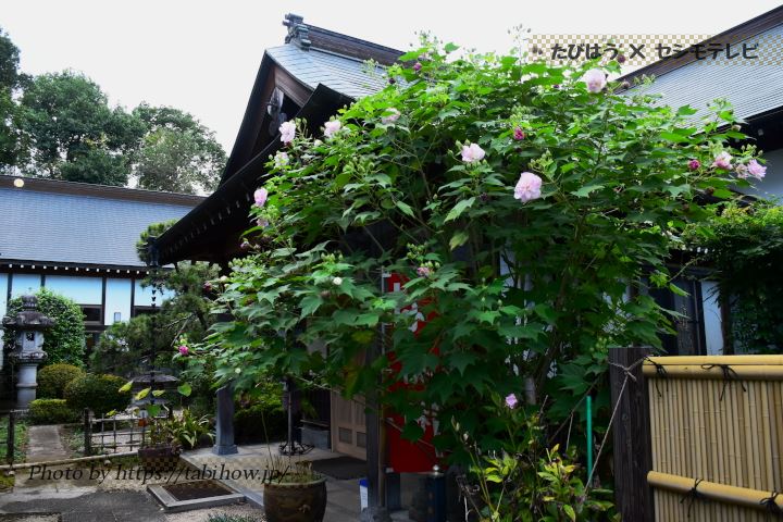 雲光山清瀧寺のフヨウ