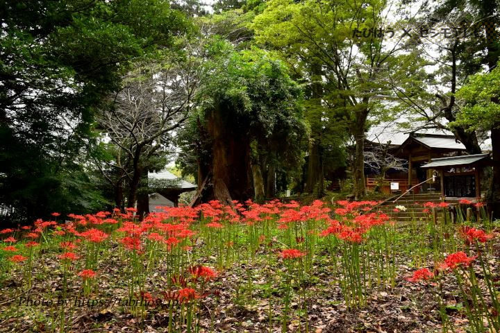 西蓮寺の彼岸花