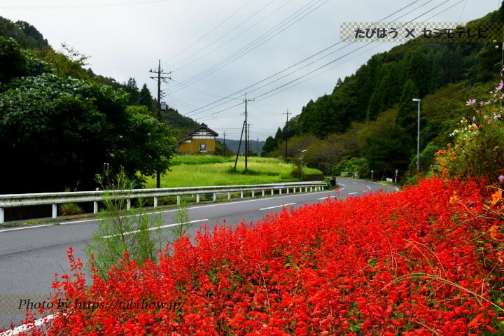 赤土町金砂郷地区のサルビア