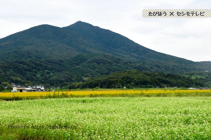 明野宮山のソバの花