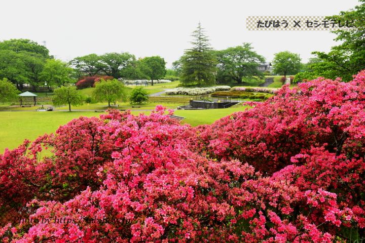 矢板市長峰公園のツツジ