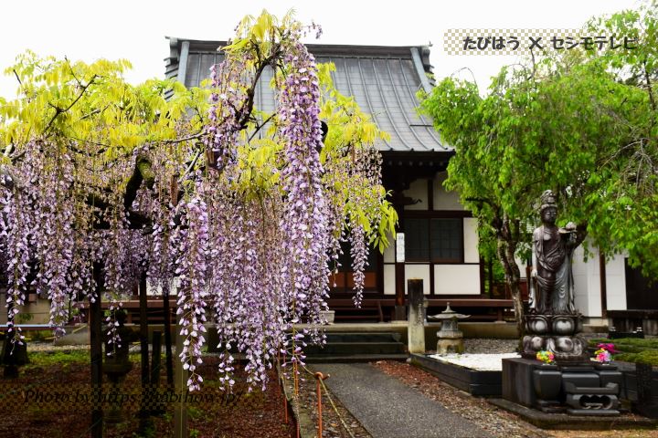 龍蔵寺の藤