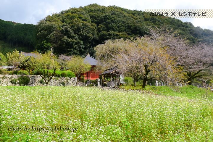 常楽寺のソバの花