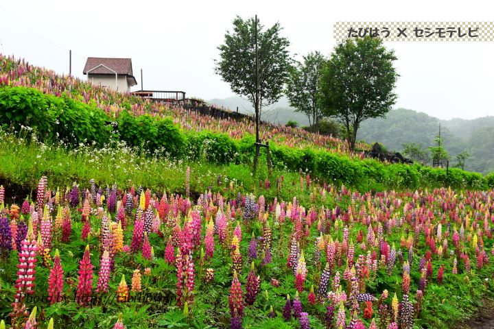 鹿沼市花木センターのルピナス