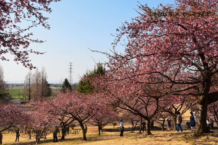 いせさき市民のもり公園の早桜、河津桜