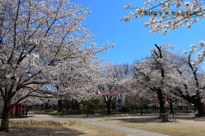高崎公園の桜