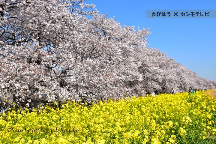 熊谷桜堤の菜の花
