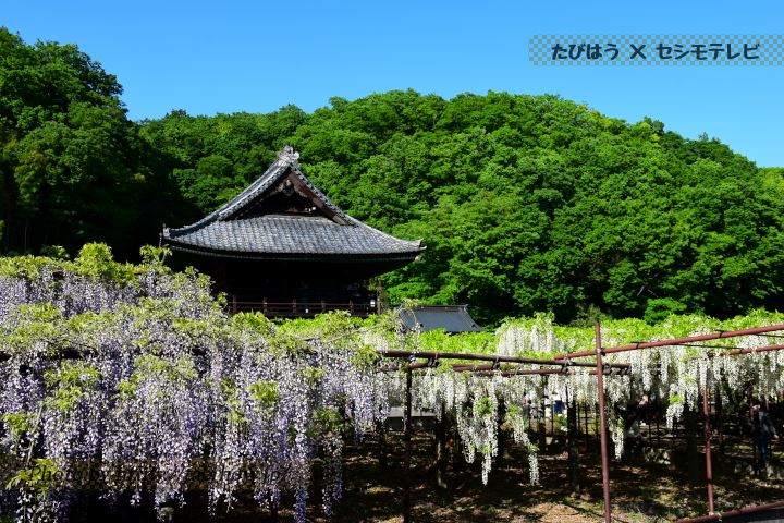 長泉寺の藤