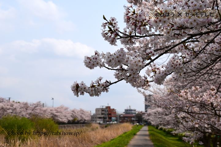 千葉県の桜