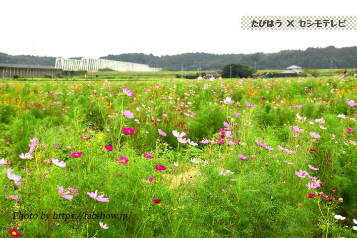 与田浦のコスモス