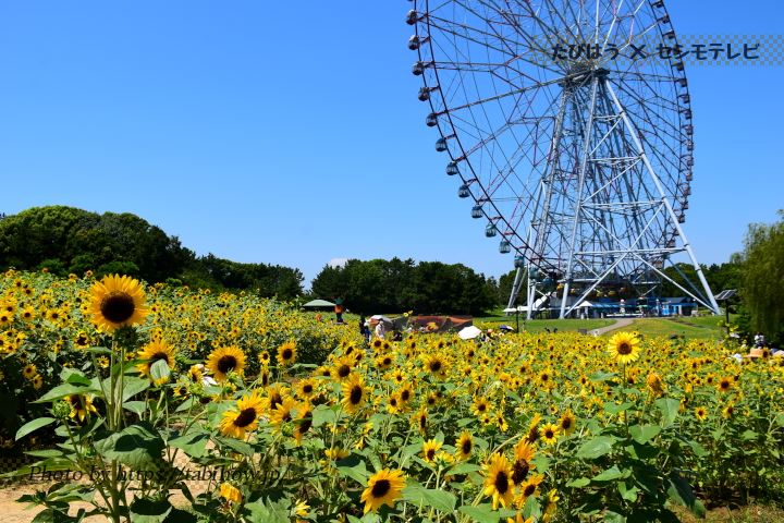 葛西臨海公園のひまわり