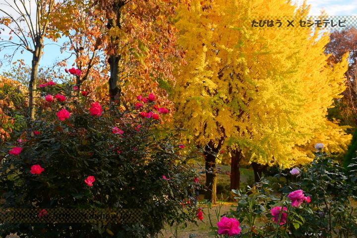 戸山公園の秋バラ