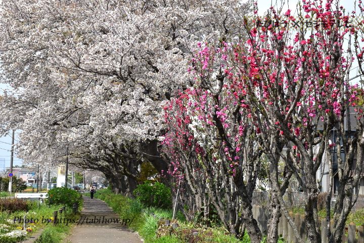 相武台下の桜