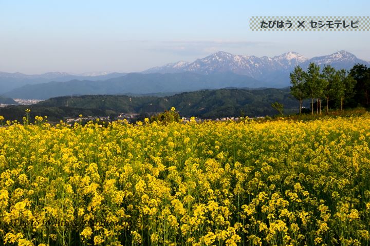 山本山高原の菜の花