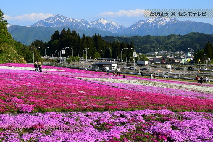 花と緑と雪の里公園の芝桜