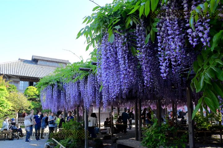 北方文化博物館の藤