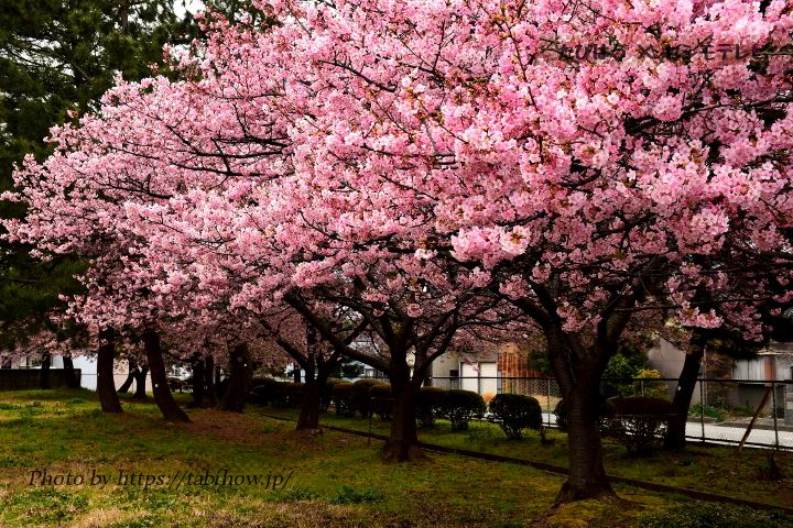 三菱ケミカルの早桜、河津桜