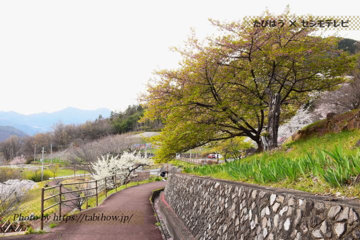 塩山ふれあいの森総合公園の早桜、河津桜
