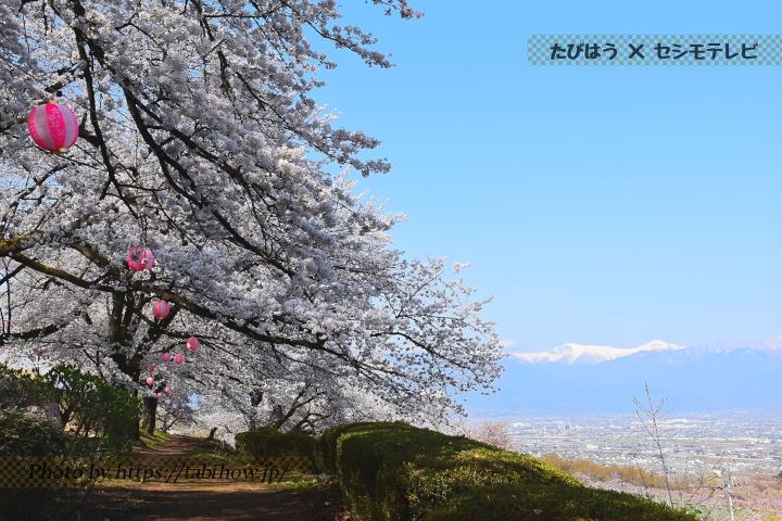八代ふるさと公園の桜