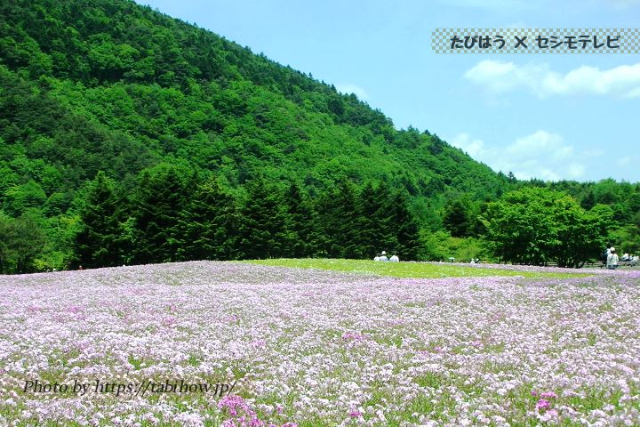 富士本栖湖リゾートの芝桜