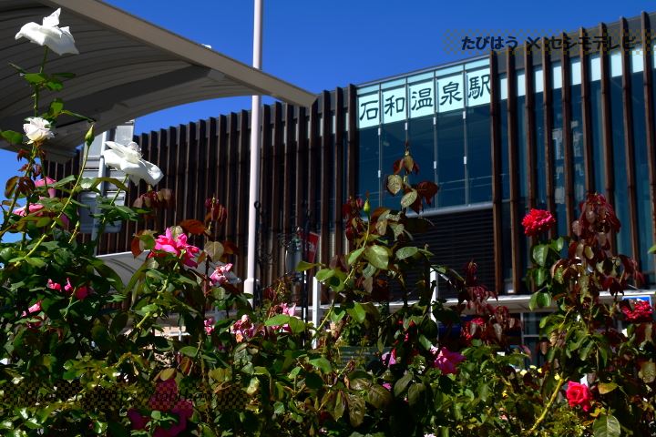 JR石和温泉駅前バラ花壇の秋バラ