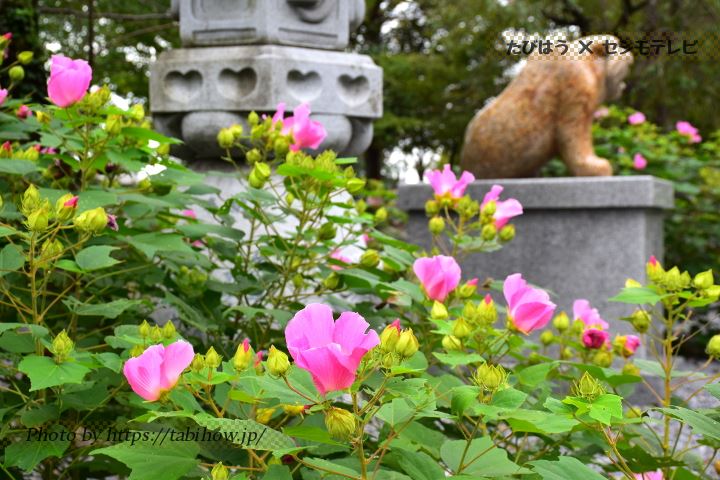 岐阜県の花畑30品種名所 春夏秋冬の見頃 たびはう