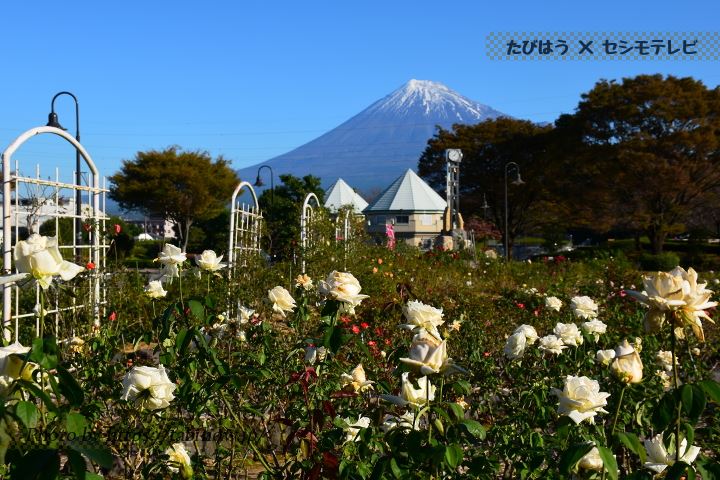 富士市中央公園の秋バラ