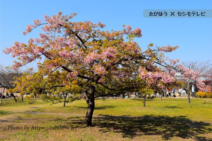 長居公園の早桜、河津桜