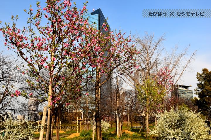 大阪城公園の桃