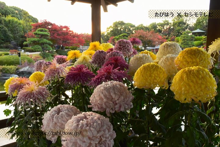 大仙古墳日本庭園の菊