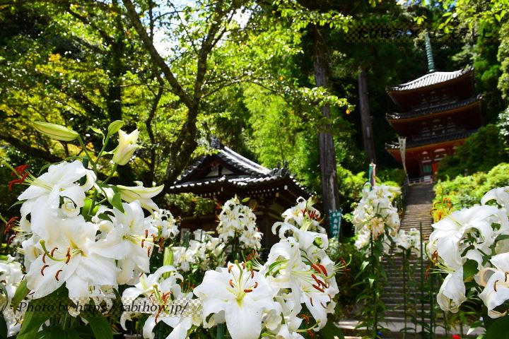 奈良県の花特集