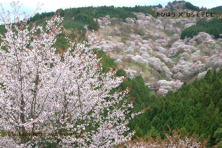 の桜