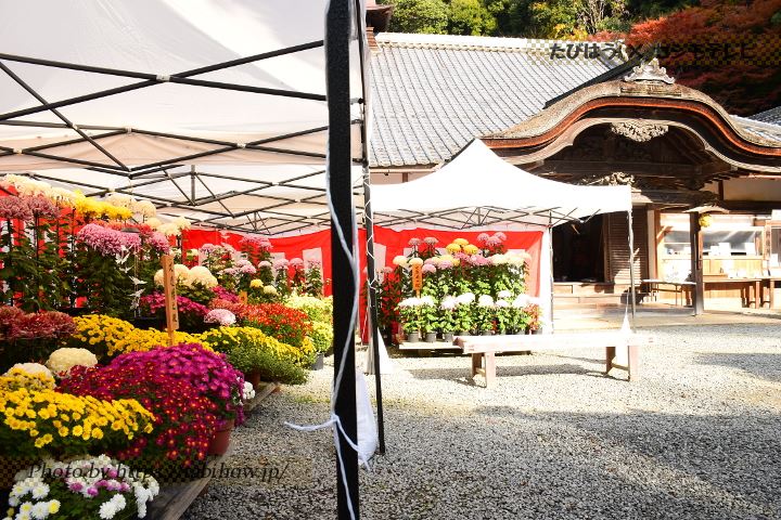吉野山如意輪寺の菊