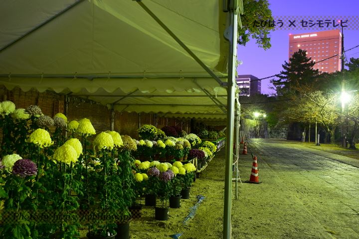 和歌山城公園の菊
