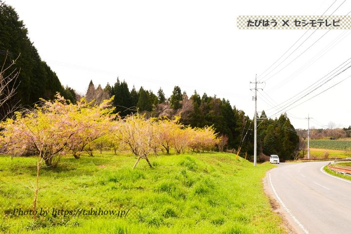 赤坂地区の早桜、河津桜