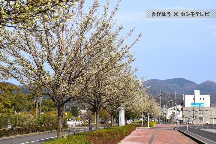 鳥取県立倉吉未来中心の梨