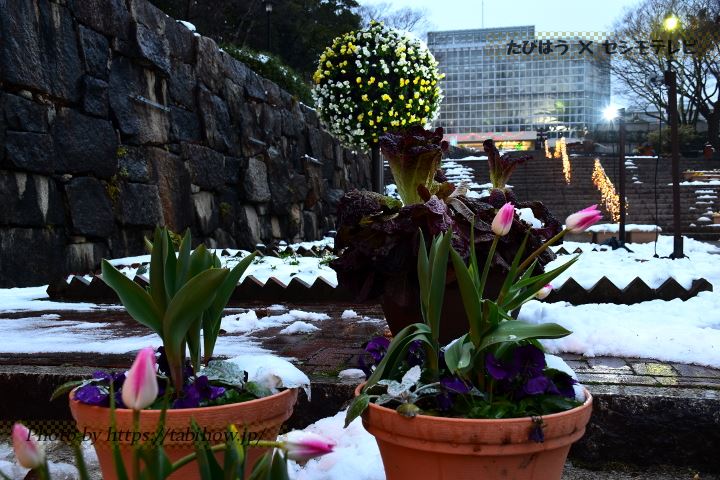 広島市植物公園のアイスチューリップ