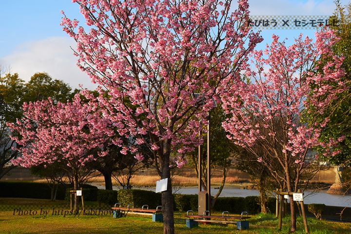花の園 新築地緑地公園の早桜、河津桜