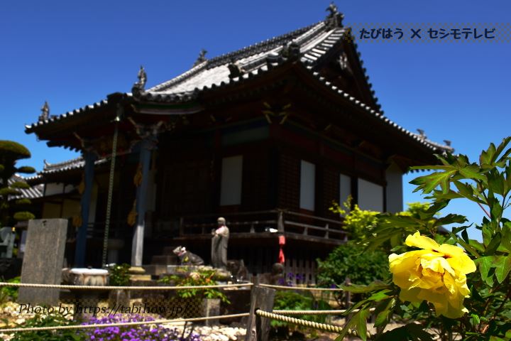 土成町神宮寺のボタン、シャクヤク