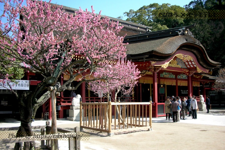 太宰府天満宮の梅