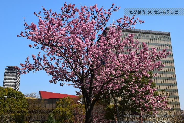 勝山公園（小倉城）の早桜、河津桜