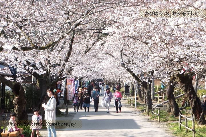 秋月杉の馬場通りの桜