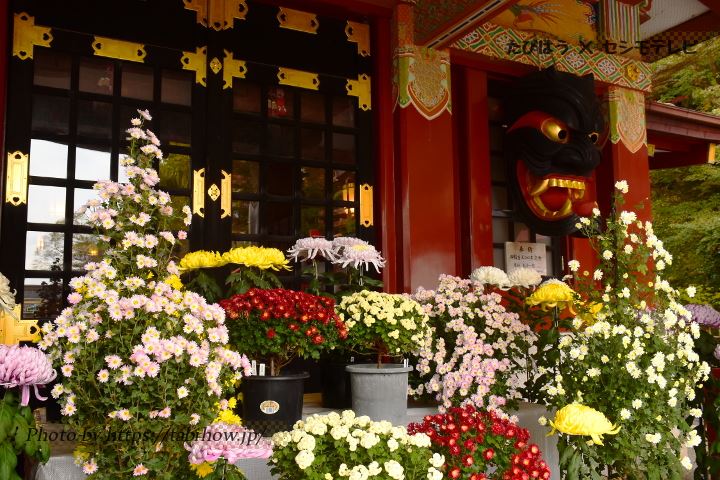 祐徳稲荷神社の菊