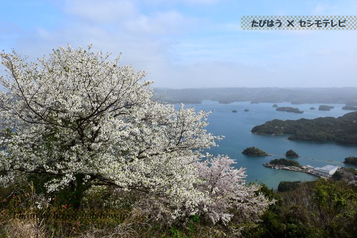 大山公園の桜